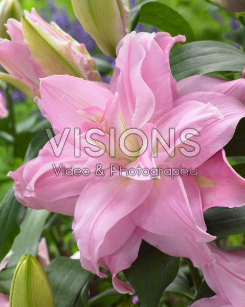 Roselily Editha® Roselily Editha®