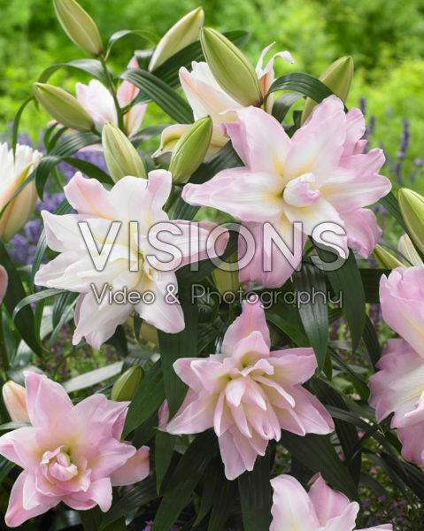 Roselily Roberta® Roselily Roberta®