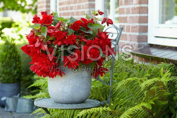 Begonia Illumination® Red Begonia Illumination® Red