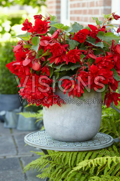 Begonia Illumination® Red Begonia Illumination® Red
