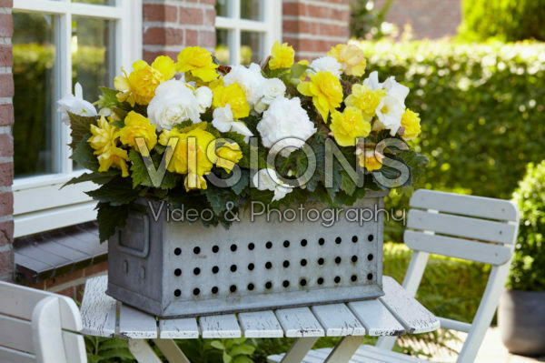 Begonia Non Stop geel en wit Begonia Non Stop geel en wit