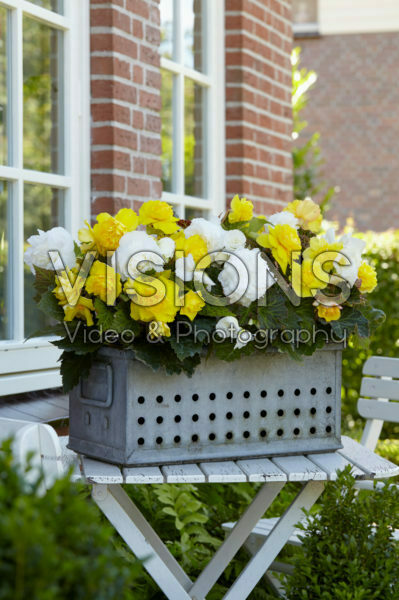 Begonia Non Stop yellow and white Begonia Non Stop yellow and white