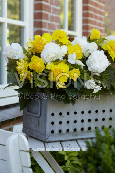 Begonia Non Stop yellow and white Begonia Non Stop yellow and white
