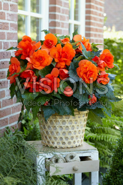 Begonia Dubbel Koper