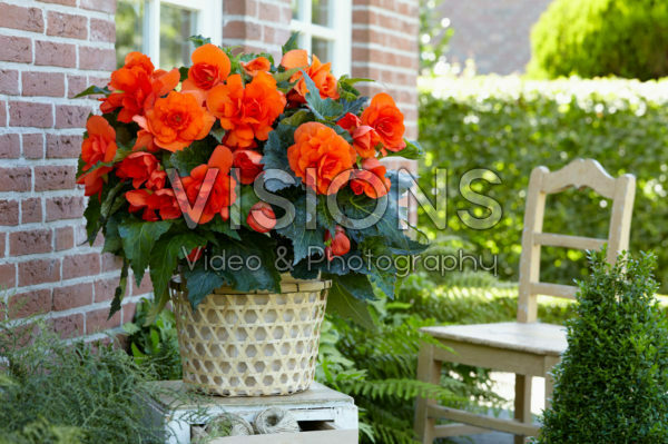 Begonia Double Copper