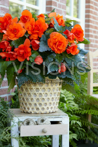 Begonia Double Copper Begonia Double Copper