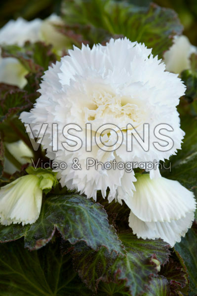 Begonia Fimbriata white