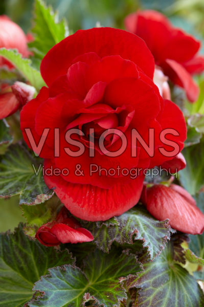 Begonia Dubbel rood Begonia Dubbel rood