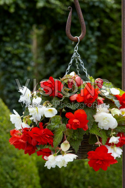 Begonia Cascade® orange and white