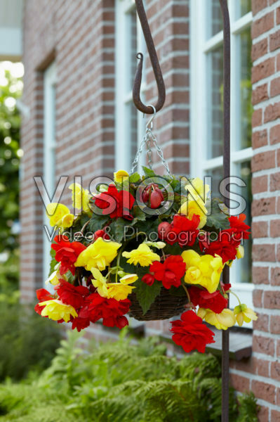 Begonia CascadeĀ® orange and yellow Begonia CascadeĀ® orange and yellow
