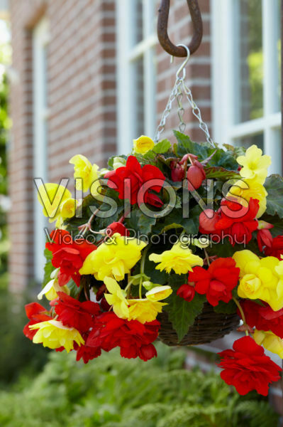 Begonia Cascade® orange and yellow