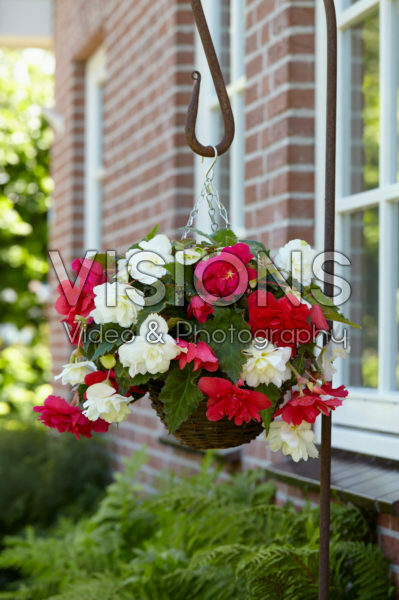 Begonia CascadeĀ® rose and white Begonia CascadeĀ® rose and white