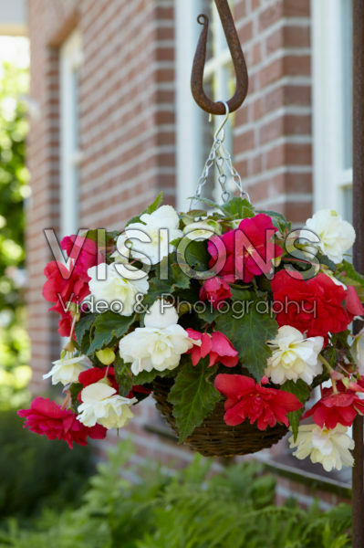 Begonia Cascade® rose and white Begonia Cascade® rose and white