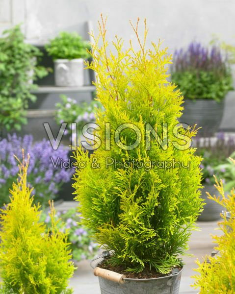 Thuja Sunny Smaragd