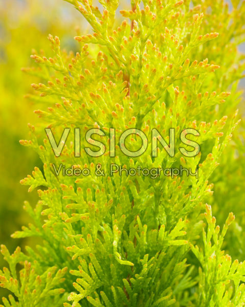 Thuja Sunny Smaragd Thuja Sunny Smaragd