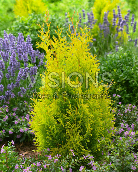 Thuja Sunny Smaragd Thuja Sunny Smaragd