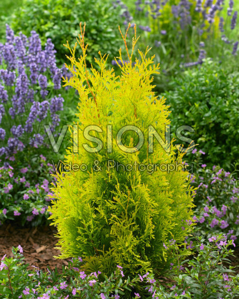 Thuja Sunny Smaragd Thuja Sunny Smaragd