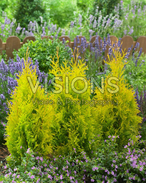 Thuja Sunny Smaragd Thuja Sunny Smaragd