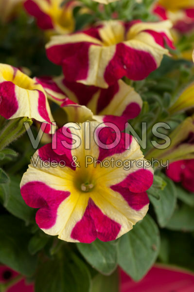 Petunia Amore™ Queen of Hearts