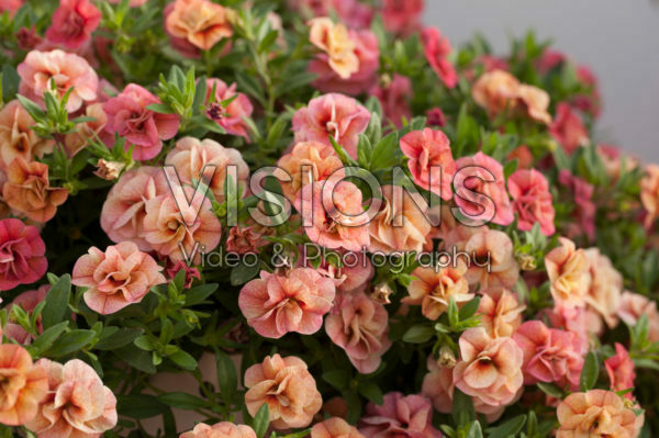 Calibrachoa Can-Can® Rosies Apricot Calibrachoa Can-Can® Rosies Apricot