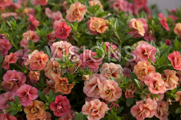 Calibrachoa Can-Can® Rosies Apricot Calibrachoa Can-Can® Rosies Apricot