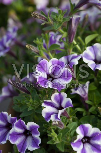 Petunia Vivini™ Blue Star Petunia Vivini™ Blue Star