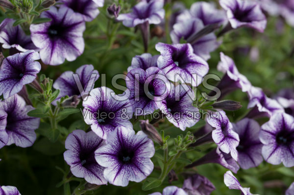 Petunia Vivini⢠Violet Vein Improved Petunia Vivini⢠Violet Vein Improved
