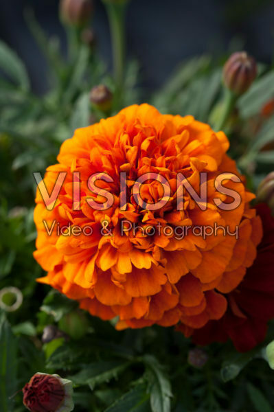 Tagetes patula nana Bonanza Fireball Tagetes patula nana Bonanza Fireball