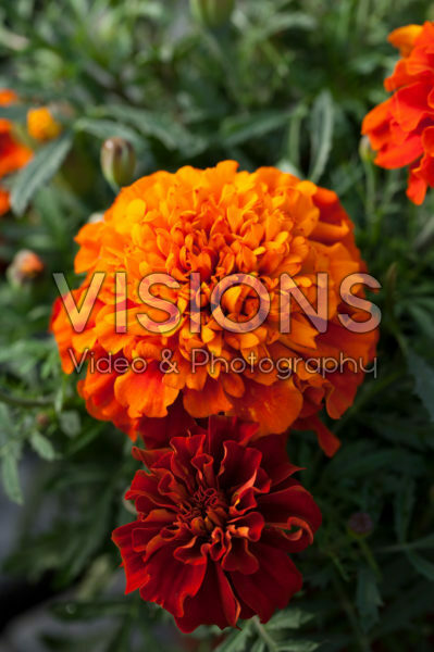 Tagetes patula nana Bonanza Fireball Tagetes patula nana Bonanza Fireball