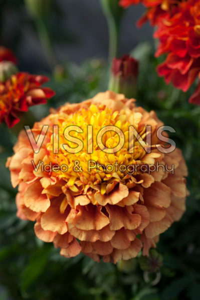Tagetes patula nana Bonanza Strawberry Blonde Tagetes patula nana Bonanza Strawberry Blonde