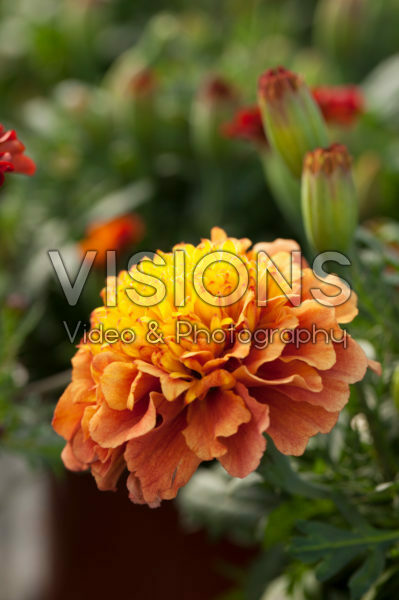 Tagetes patula nana Bonanza Strawberry Blonde Tagetes patula nana Bonanza Strawberry Blonde
