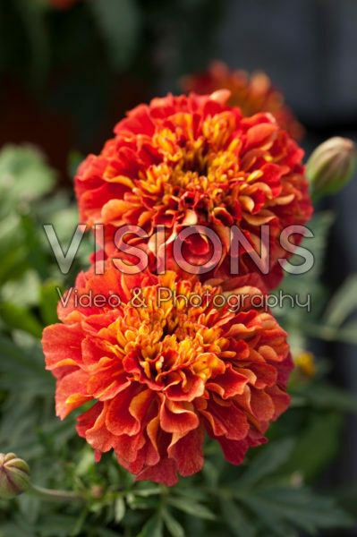 Tagetes patula nana Bonanza Strawberry Blonde Tagetes patula nana Bonanza Strawberry Blonde