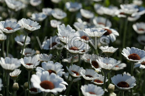 Rhodanthemum Casablanca Rhodanthemum Casablanca