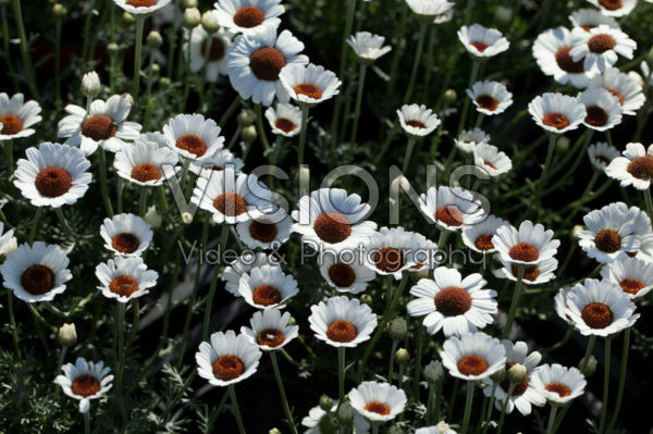 Rhodanthemum Casablanca Rhodanthemum Casablanca