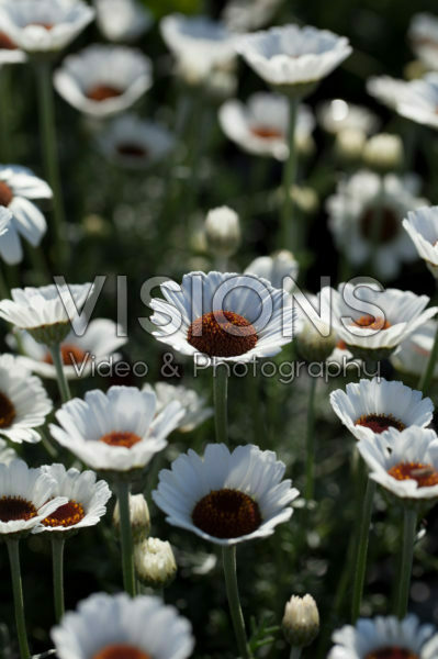 Rhodanthemum Casablanca