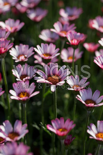 Rhodanthemum Marrakech