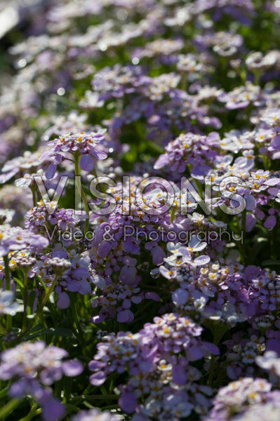 Iberis gibraltarica Lavish Iberis gibraltarica Lavish