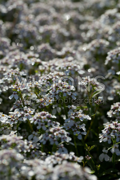 Iberis amara White Heat Iberis amara White Heat