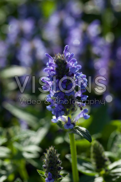 Nepeta nervosa Blue Moon Nepeta nervosa Blue Moon