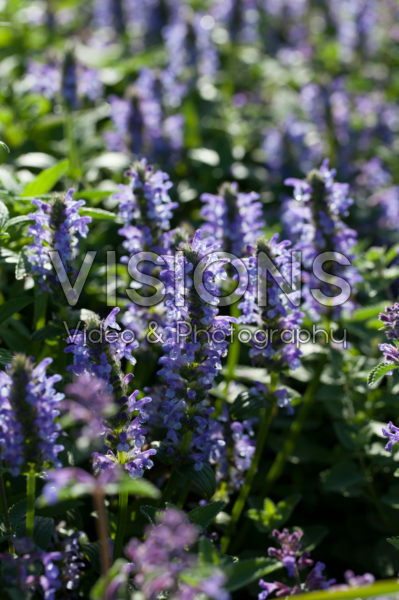Nepeta nervosa Blue Moon Nepeta nervosa Blue Moon