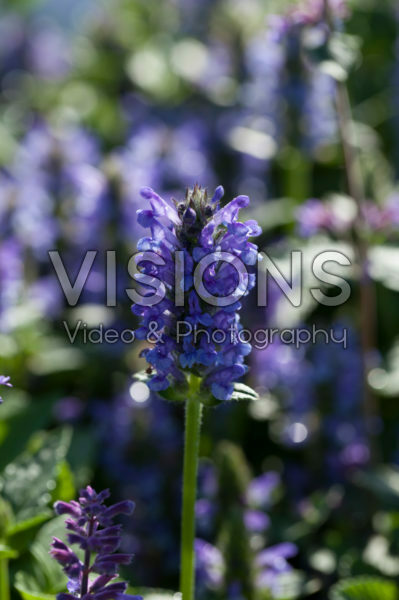 Nepeta nervosa Blue Moon
