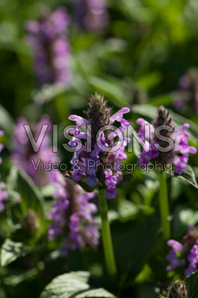 Nepeta nervosa Pink Cat Nepeta nervosa Pink Cat