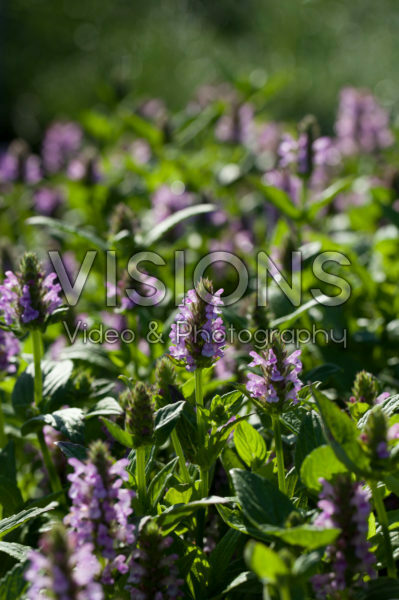 Nepeta nervosa Pink Cat Nepeta nervosa Pink Cat