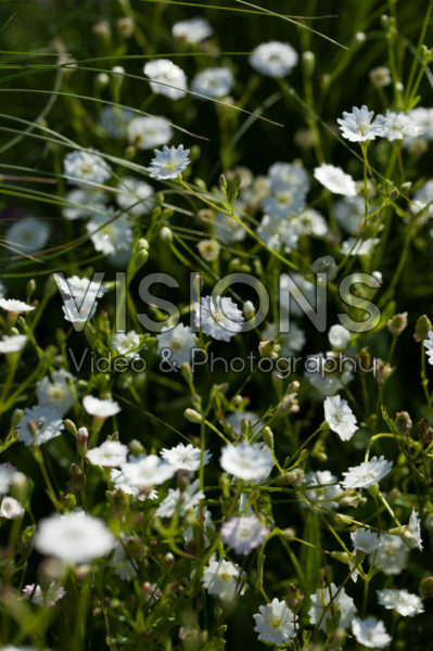Silene alpestris Starry Dreams Silene alpestris Starry Dreams