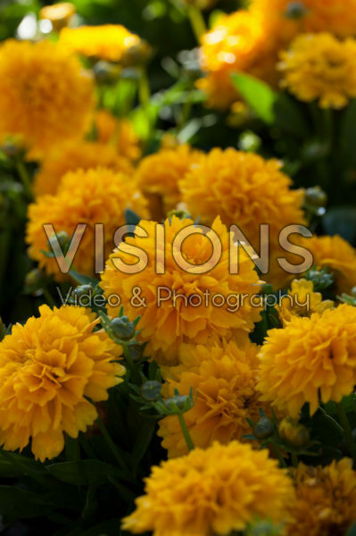 Coreopsis grandiflora Solanna Golden Sphere