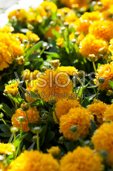 Coreopsis grandiflora Solanna Golden Sphere Coreopsis grandiflora Solanna Golden Sphere
