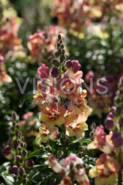 Antirrhinum majus Antirinca™ Copper Apricote Antirrhinum majus Antirinca™ Copper Apricote
