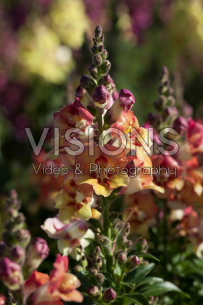 Antirrhinum majus Antirinca™ Copper Apricote Antirrhinum majus Antirinca™ Copper Apricote