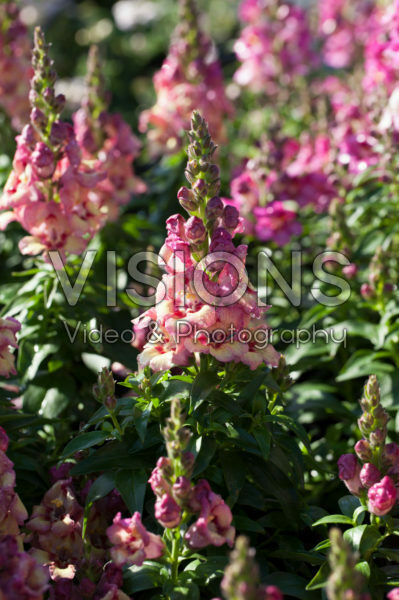 Antirrhinum majus Antirinca™ Yellow Maroon Antirrhinum majus Antirinca™ Yellow Maroon