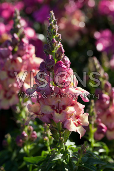 Antirrhinum majus Antirinca™ Yellow Maroon Antirrhinum majus Antirinca™ Yellow Maroon